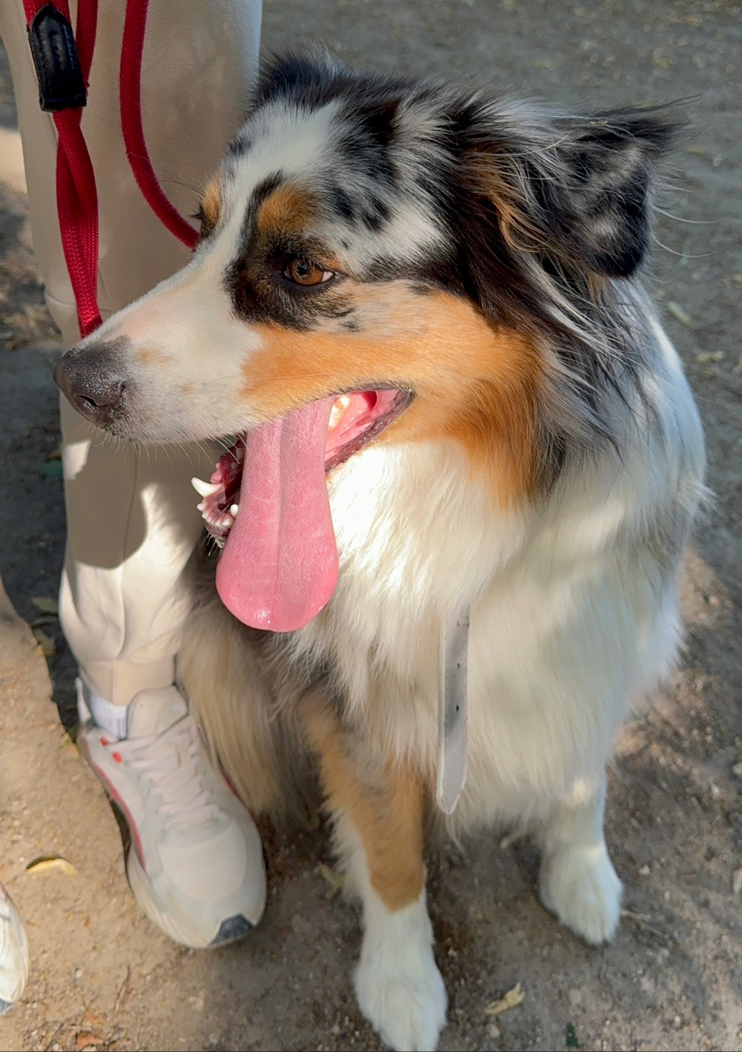 Dogtavio - Éducation Canine - Garderie et Promenades de Chiens — photo