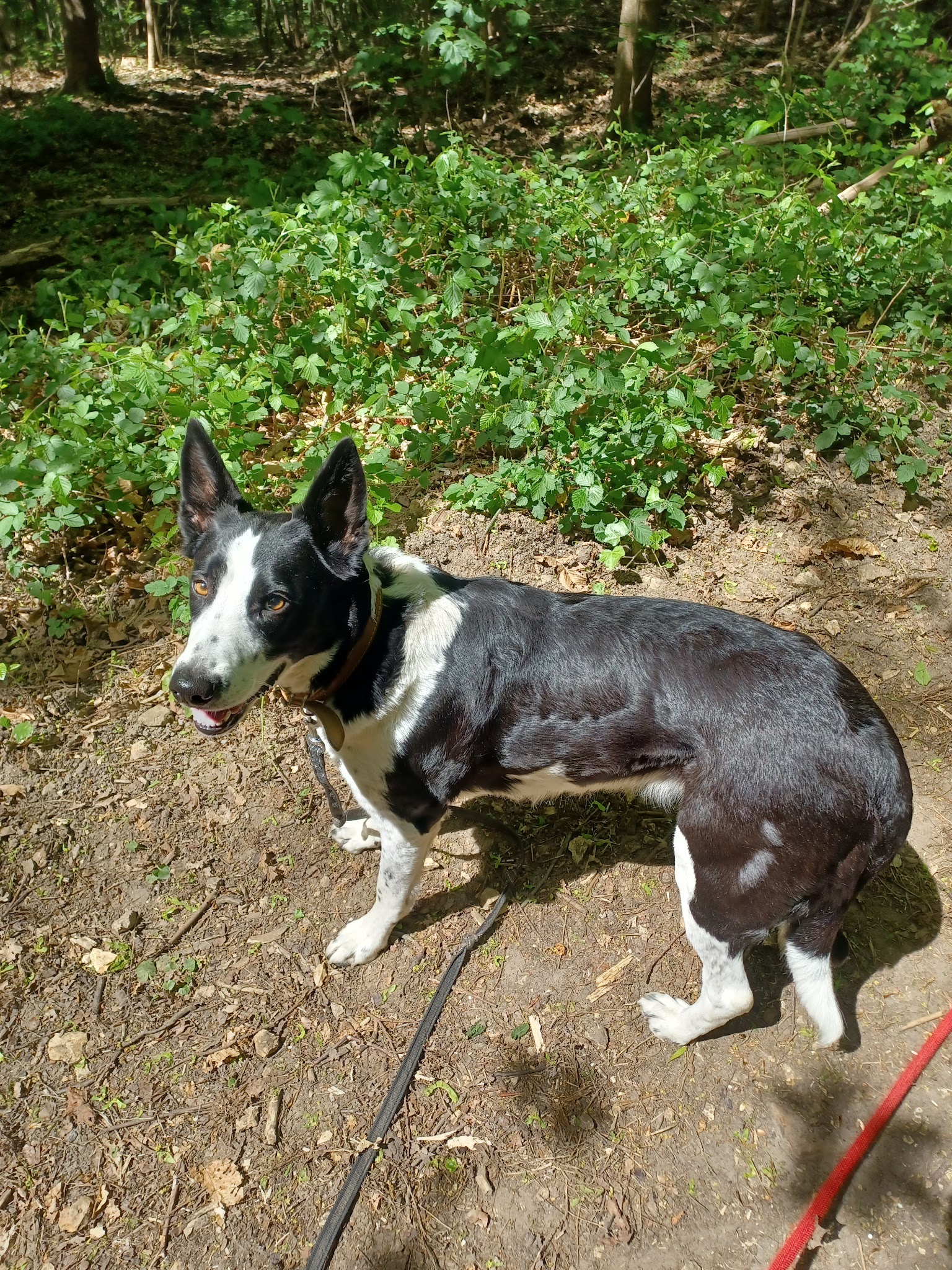 Garde de Chiens : My Dogsitter 🐾🌿 — photo