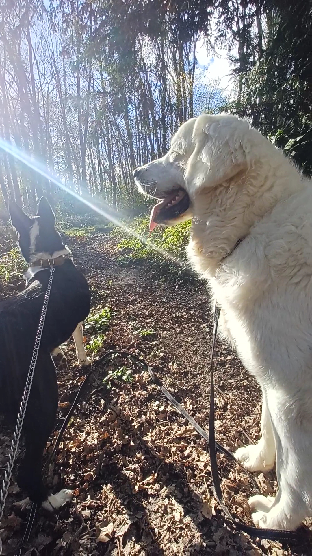 Garde de Chiens : My Dogsitter 🐾🌿 — photo