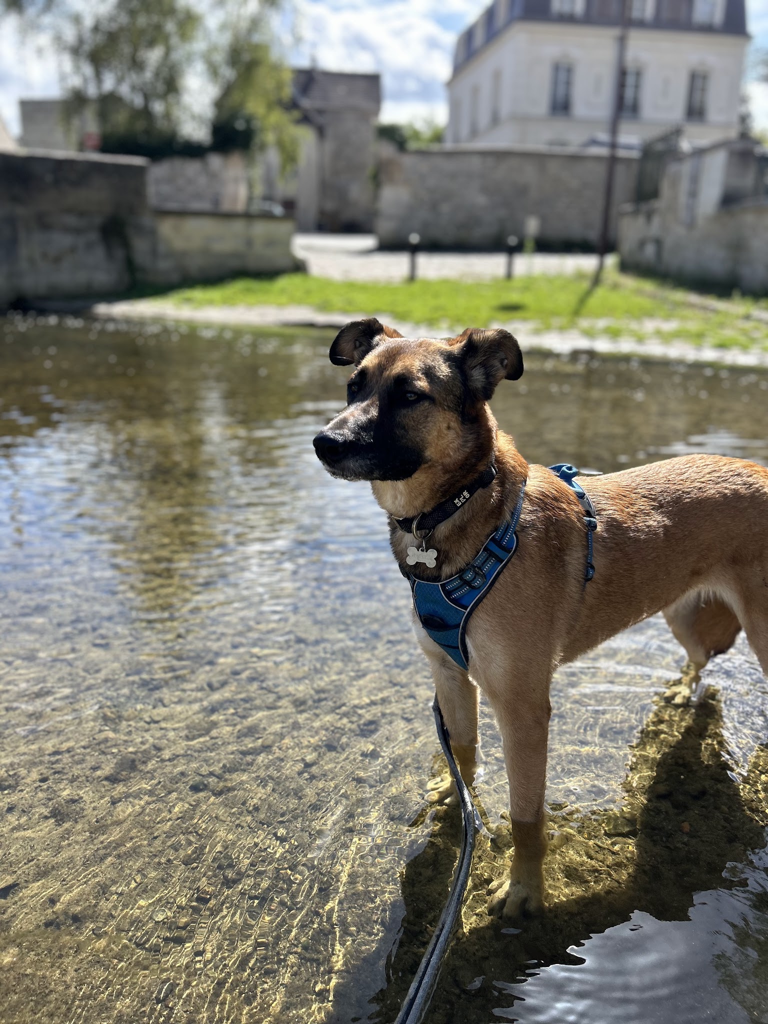 Garde de Chiens : My Dogsitter 🐾🌿 — photo