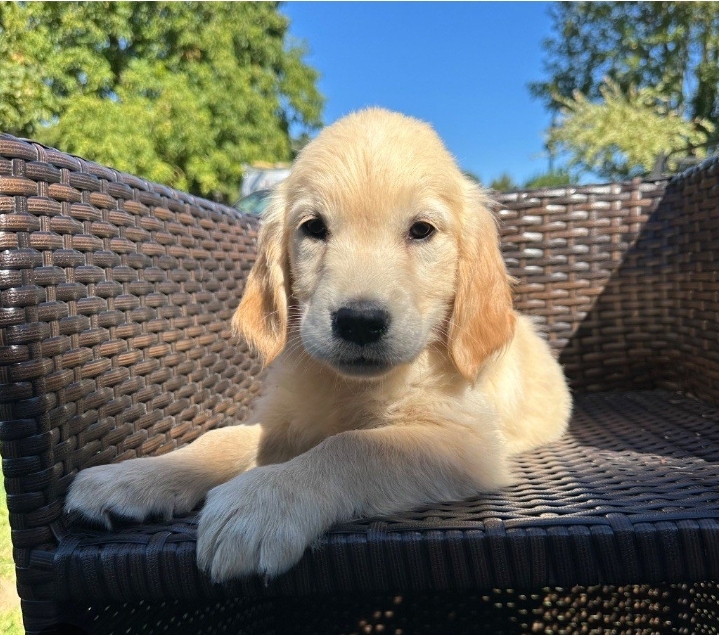 Garde de Chiens : My Dogsitter 🐾🌿
