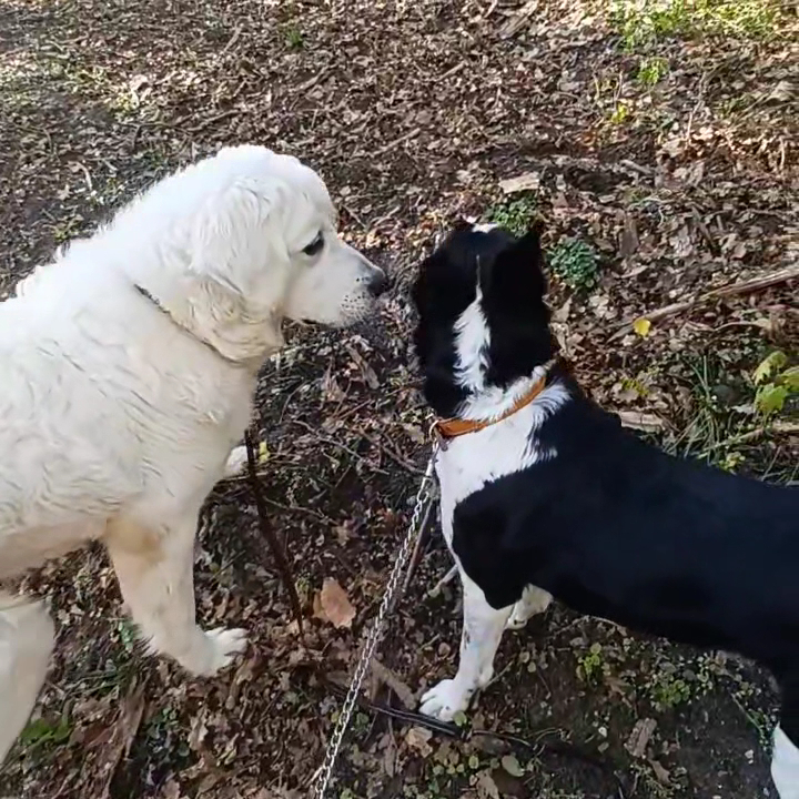 Garde de Chiens : My Dogsitter 🐾🌿 — photo