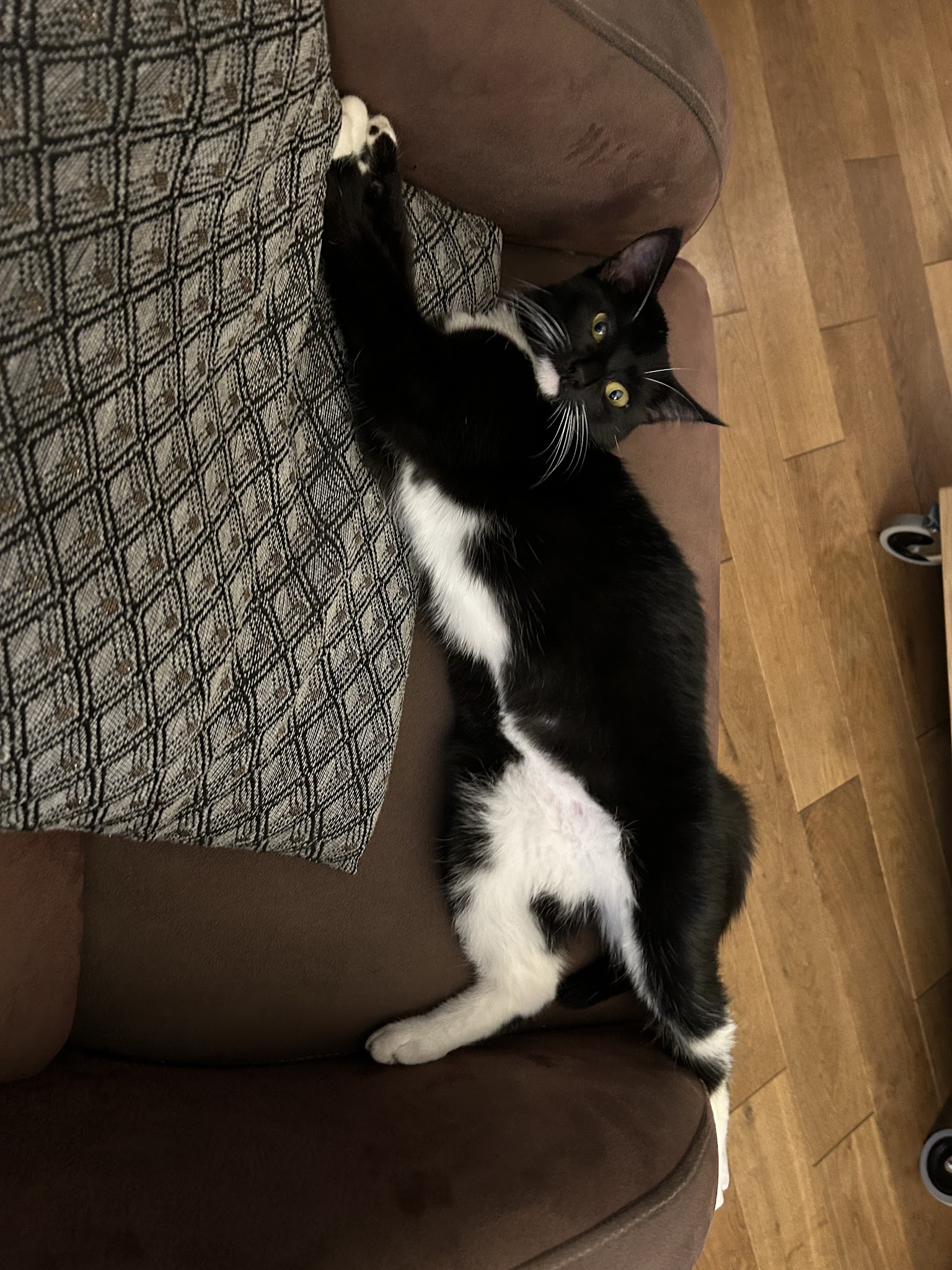 Cani Cat Sitting — photo