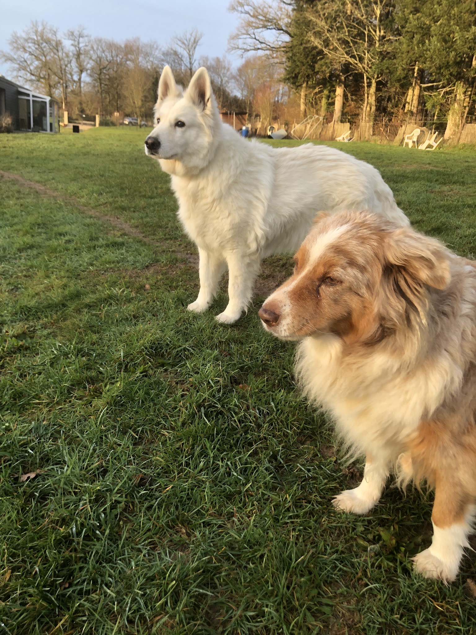 Au Doubs Chenil Pension Canine & Féline 25 — photo