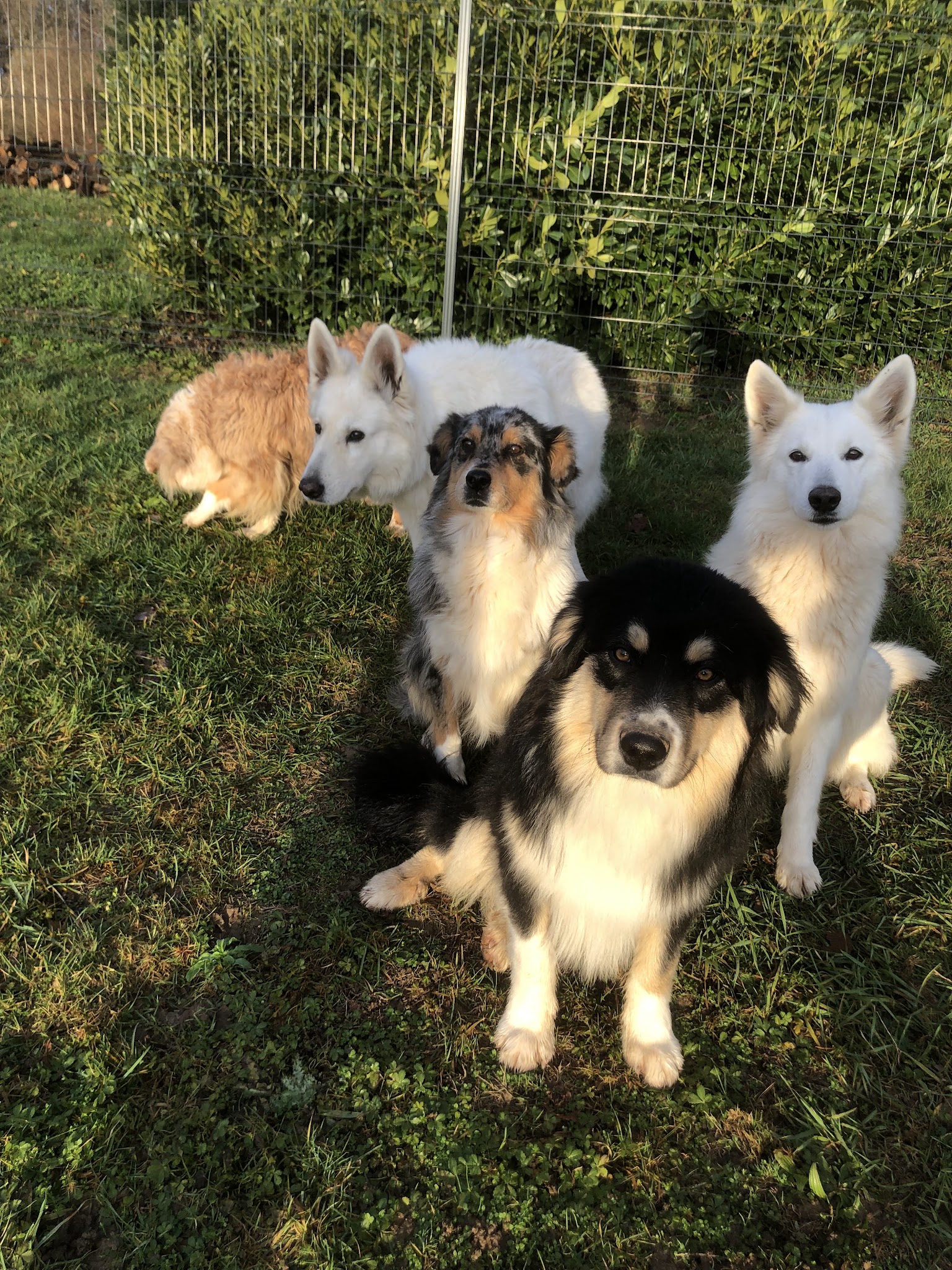 Au Doubs Chenil Pension Canine & Féline 25 — photo