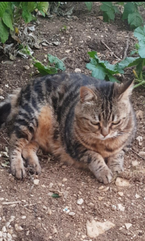 Le Refuge des PaChats — photo