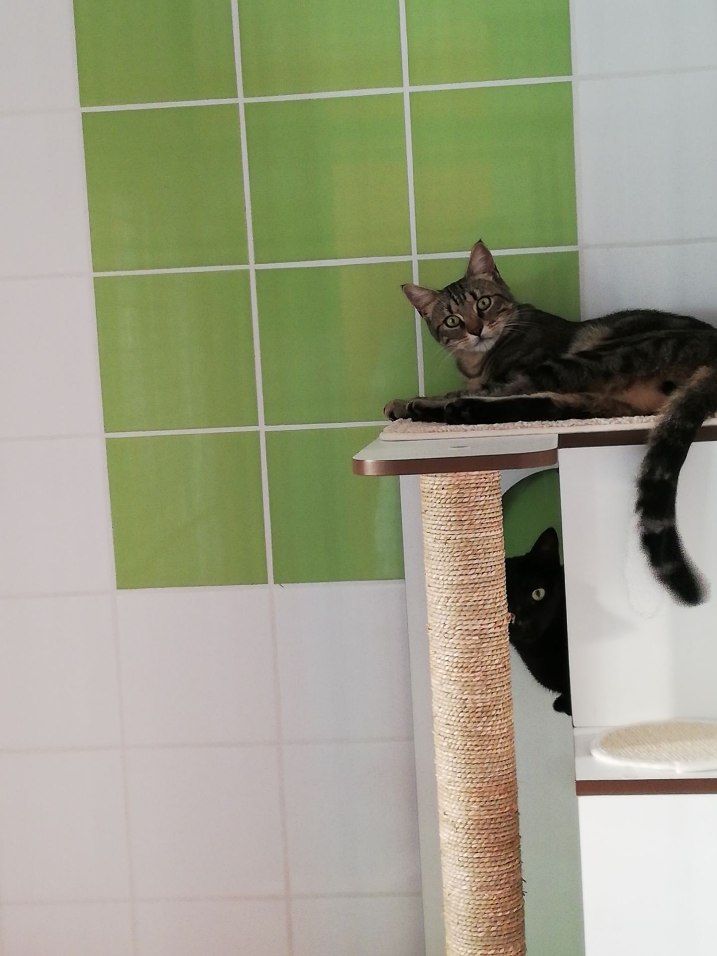 Le Refuge des PaChats — photo