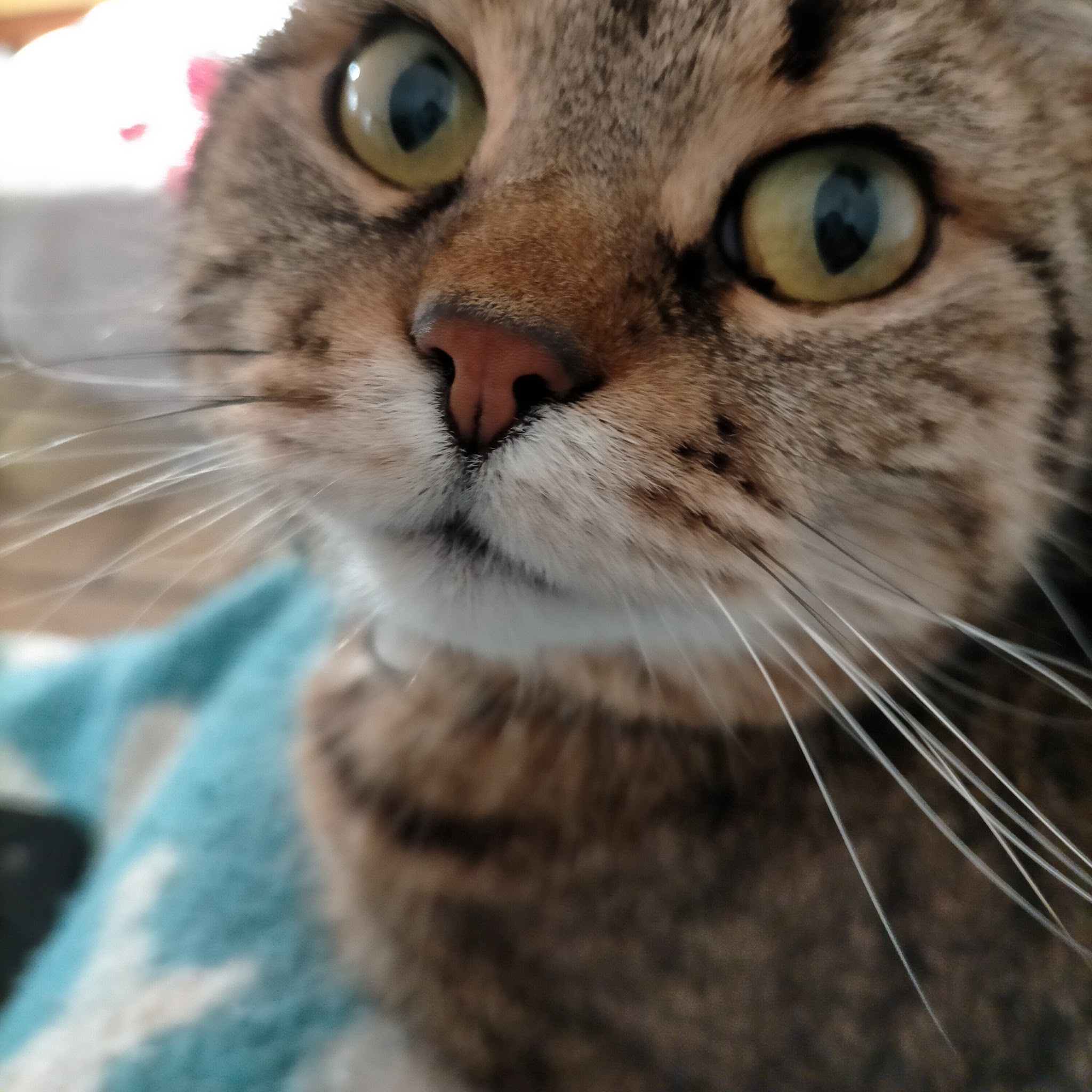Le Refuge des PaChats — photo