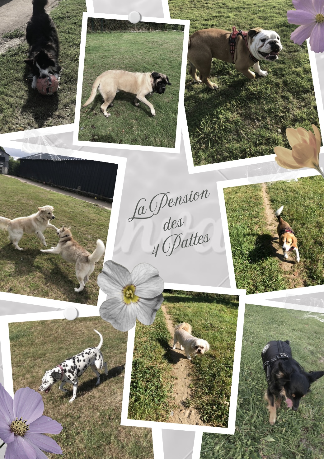 La Pension des 4 pattes — photo