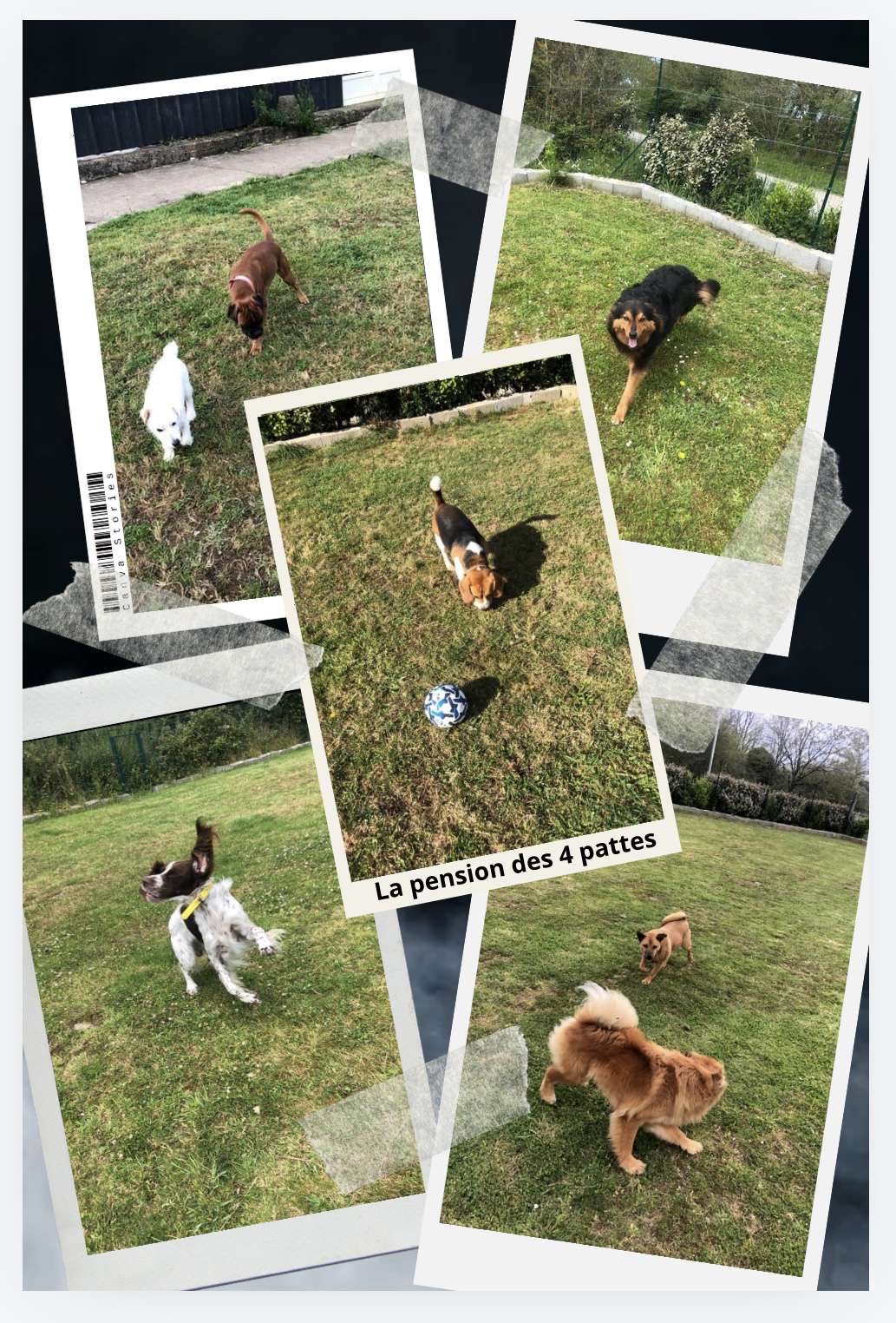 La Pension des 4 pattes — photo