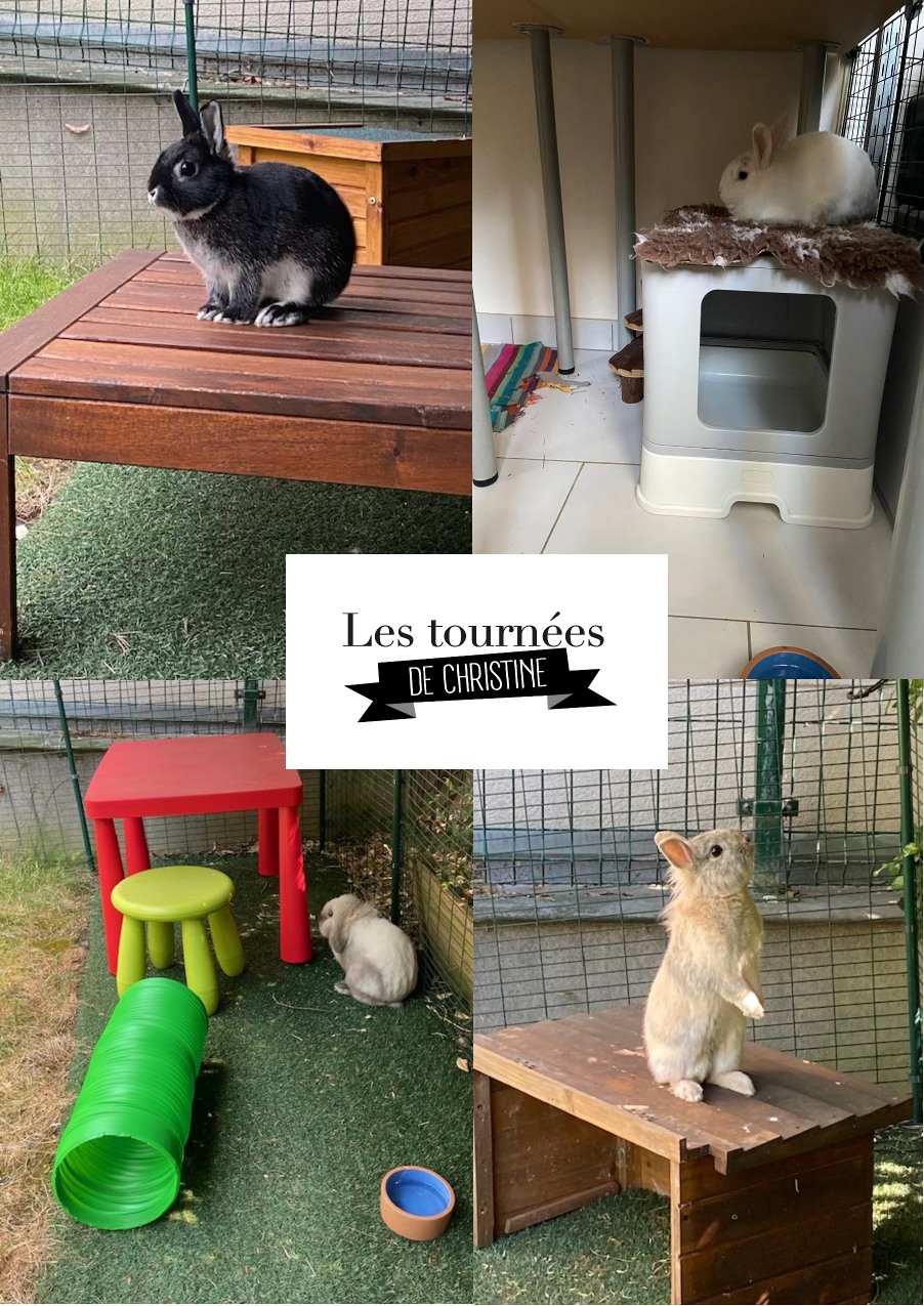 Les tournées de Christine Pet-sitter — photo
