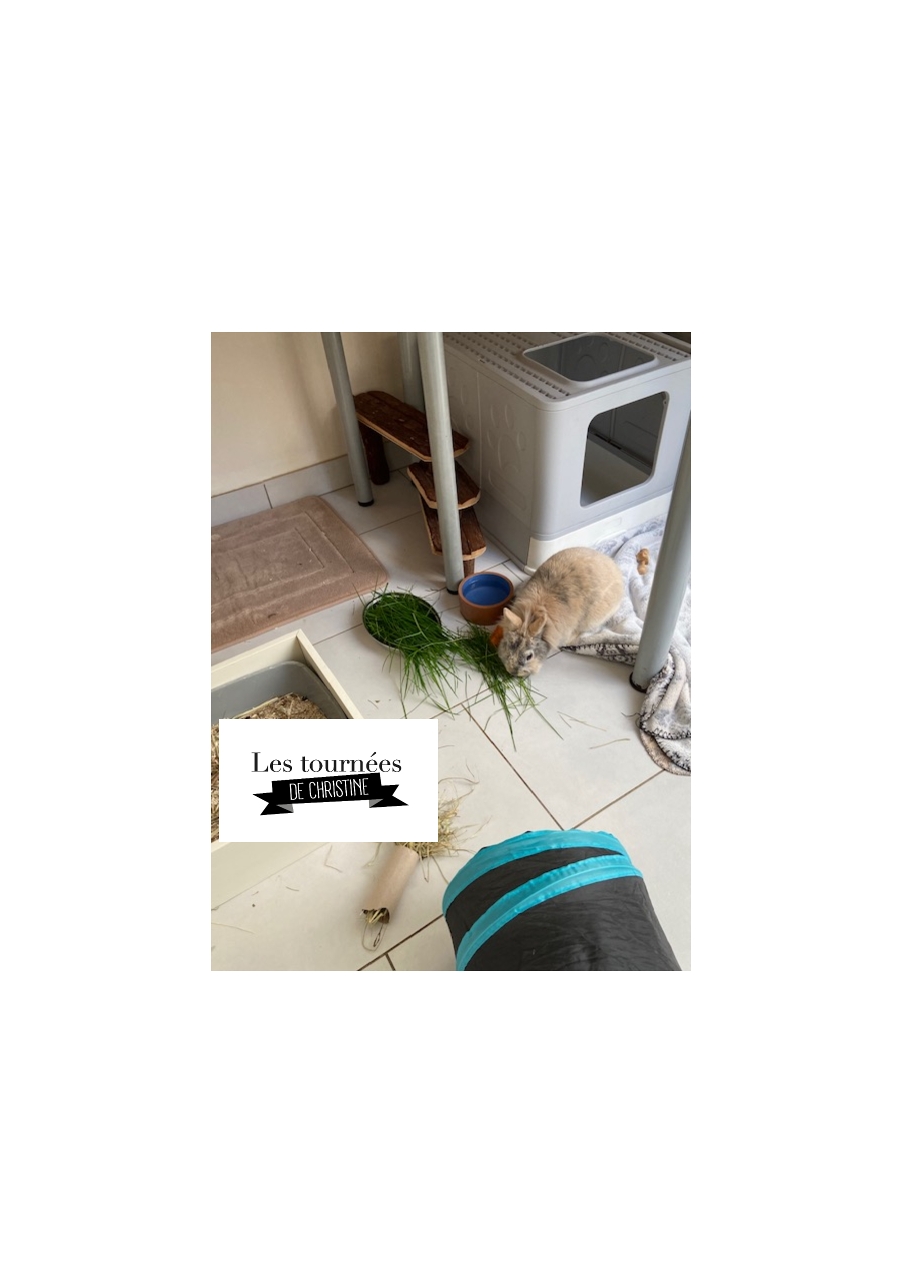 Les tournées de Christine Pet-sitter — photo