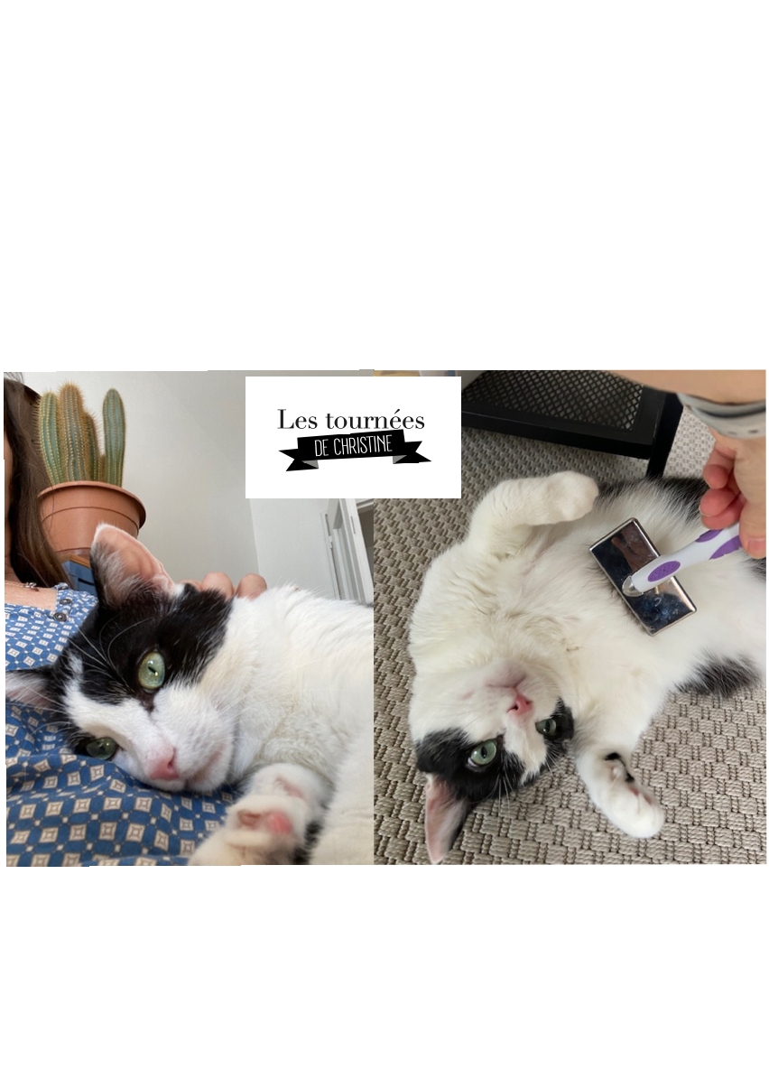 Les tournées de Christine Pet-sitter — photo