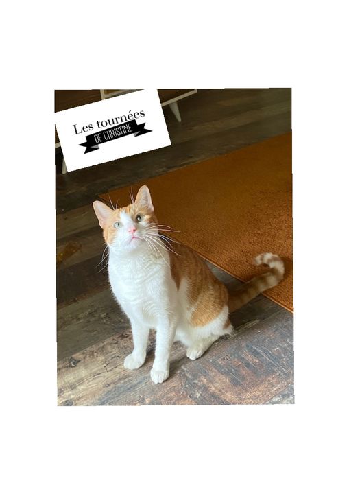 Les tournées de Christine Pet-sitter — photo