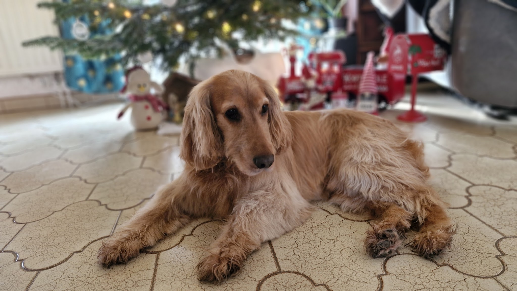 Oh my dog — photo