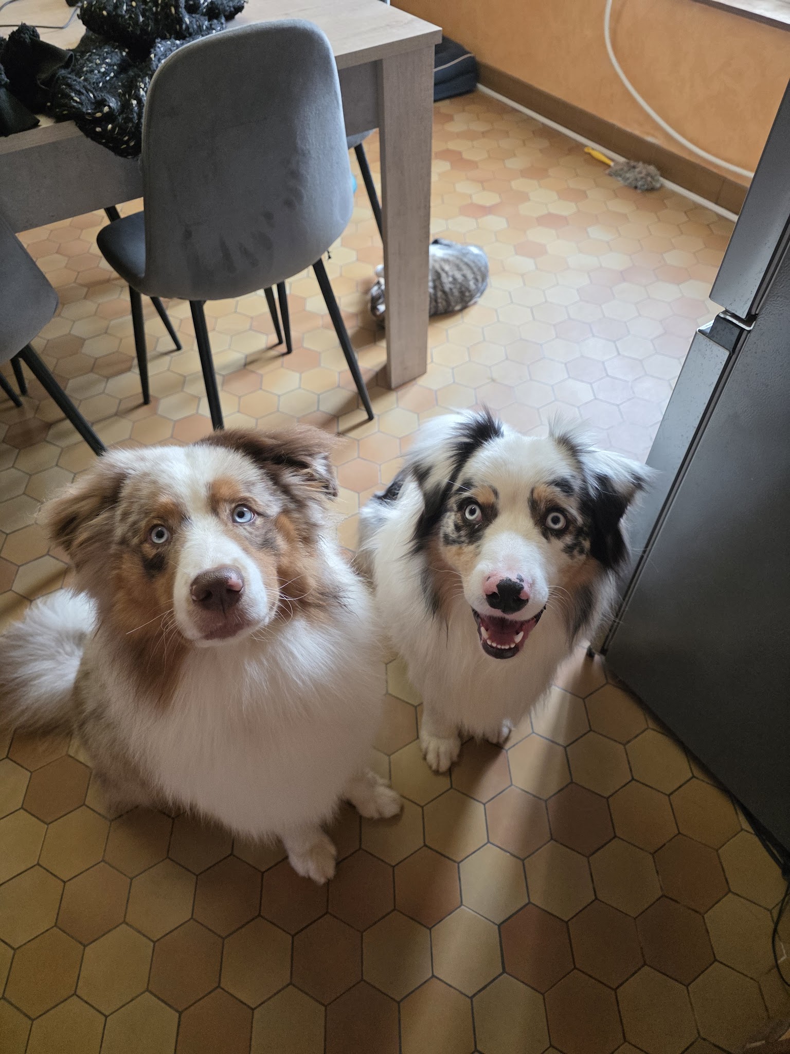 Oh my dog — photo