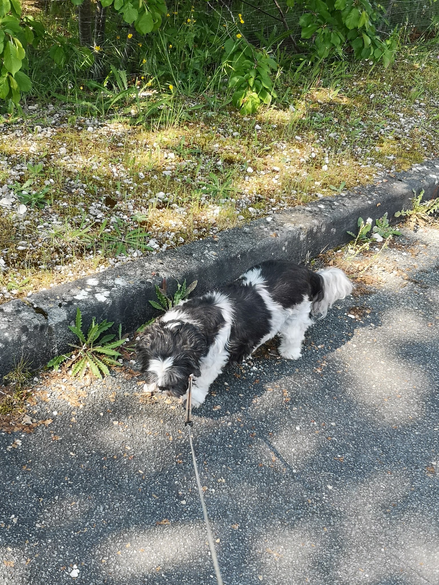 Pet and Co — photo