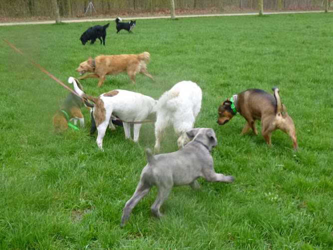 Pension familiale sans box pour chien et chat lanounoudespatounes