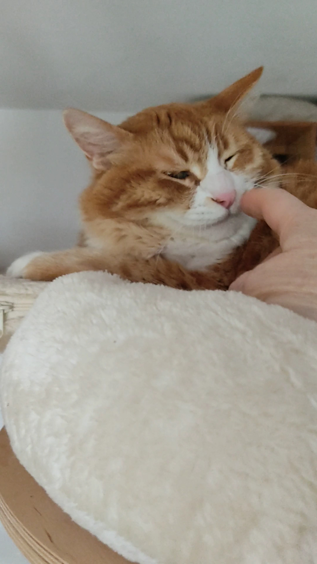 Pension familiale sans box pour chien et chat lanounoudespatounes — photo