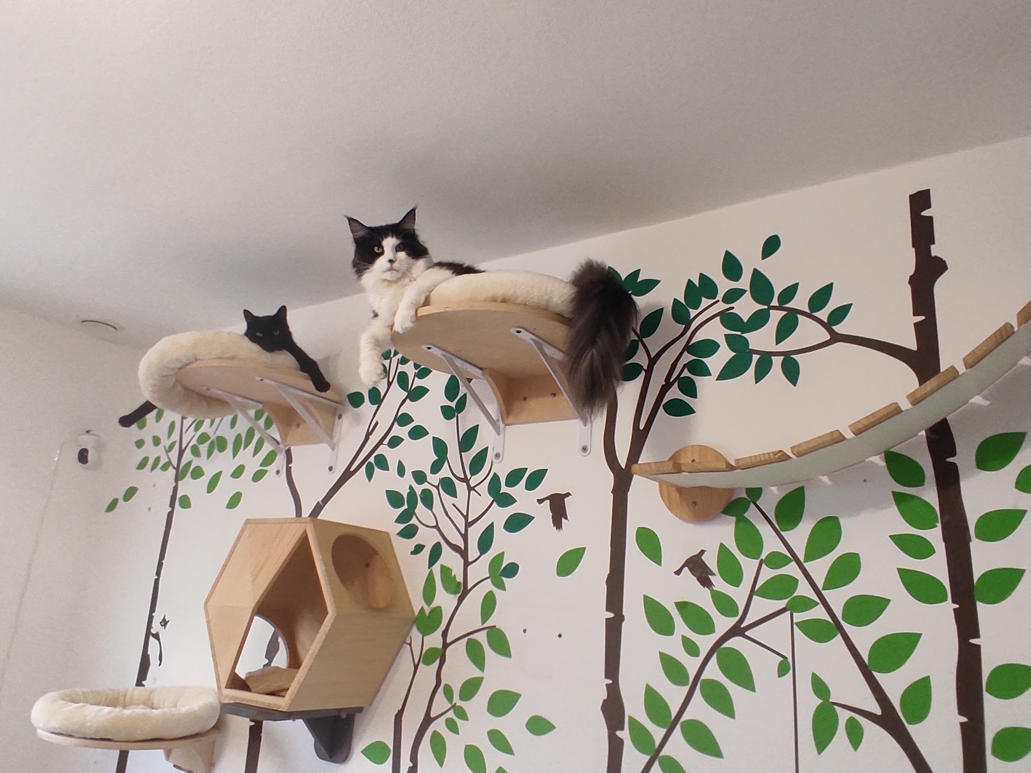 Pension familiale sans box pour chien et chat lanounoudespatounes — photo