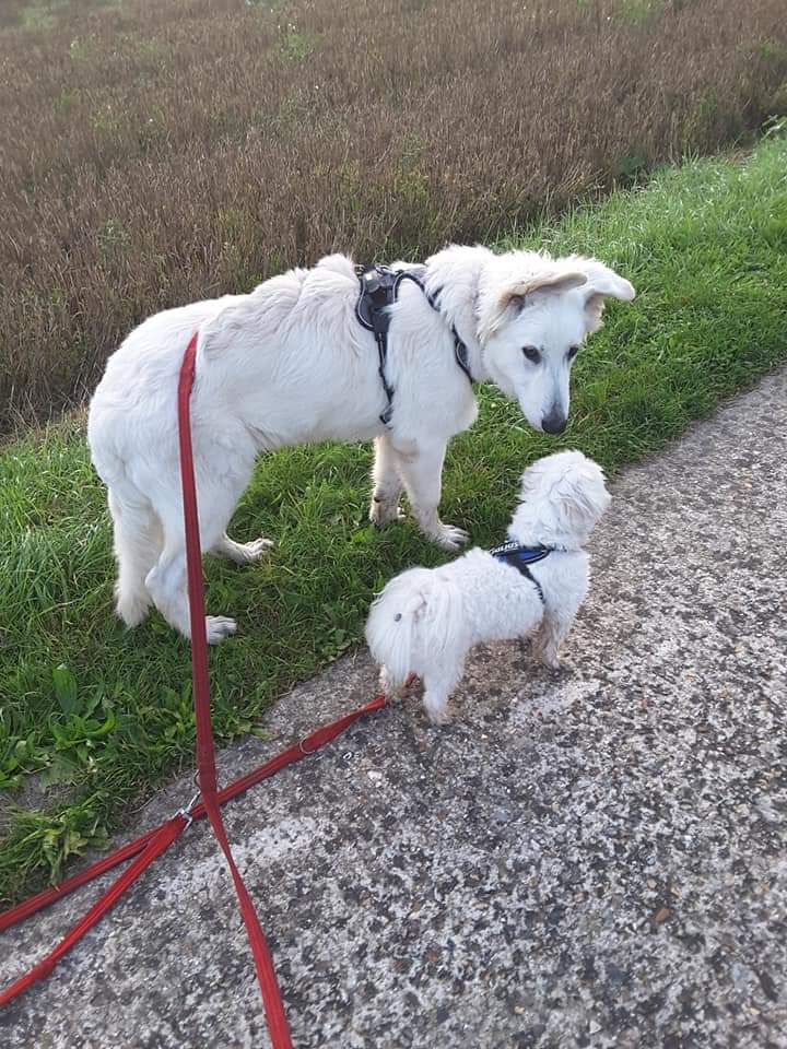 Pension familiale sans box pour chien et chat lanounoudespatounes — photo