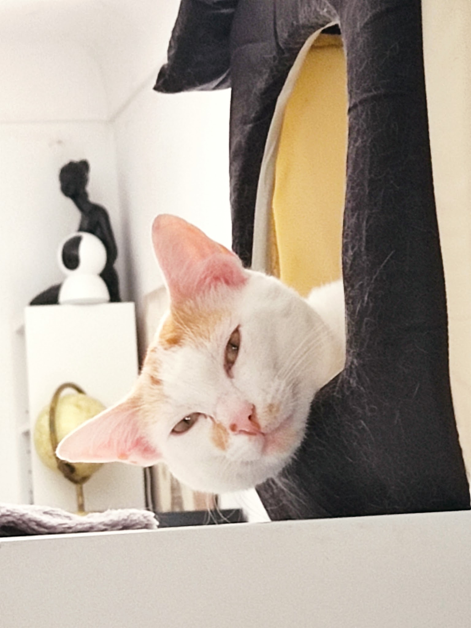Pension familiale sans box pour chien et chat lanounoudespatounes — photo