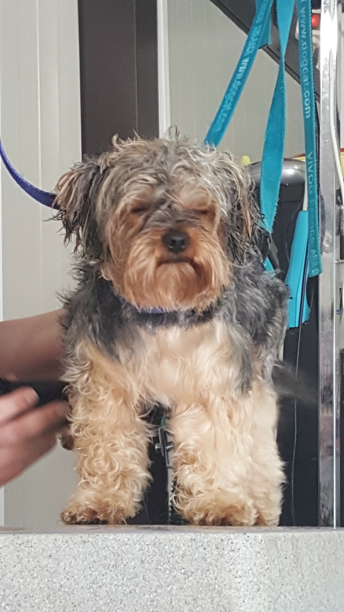 Les Terriers De La Sauldraie