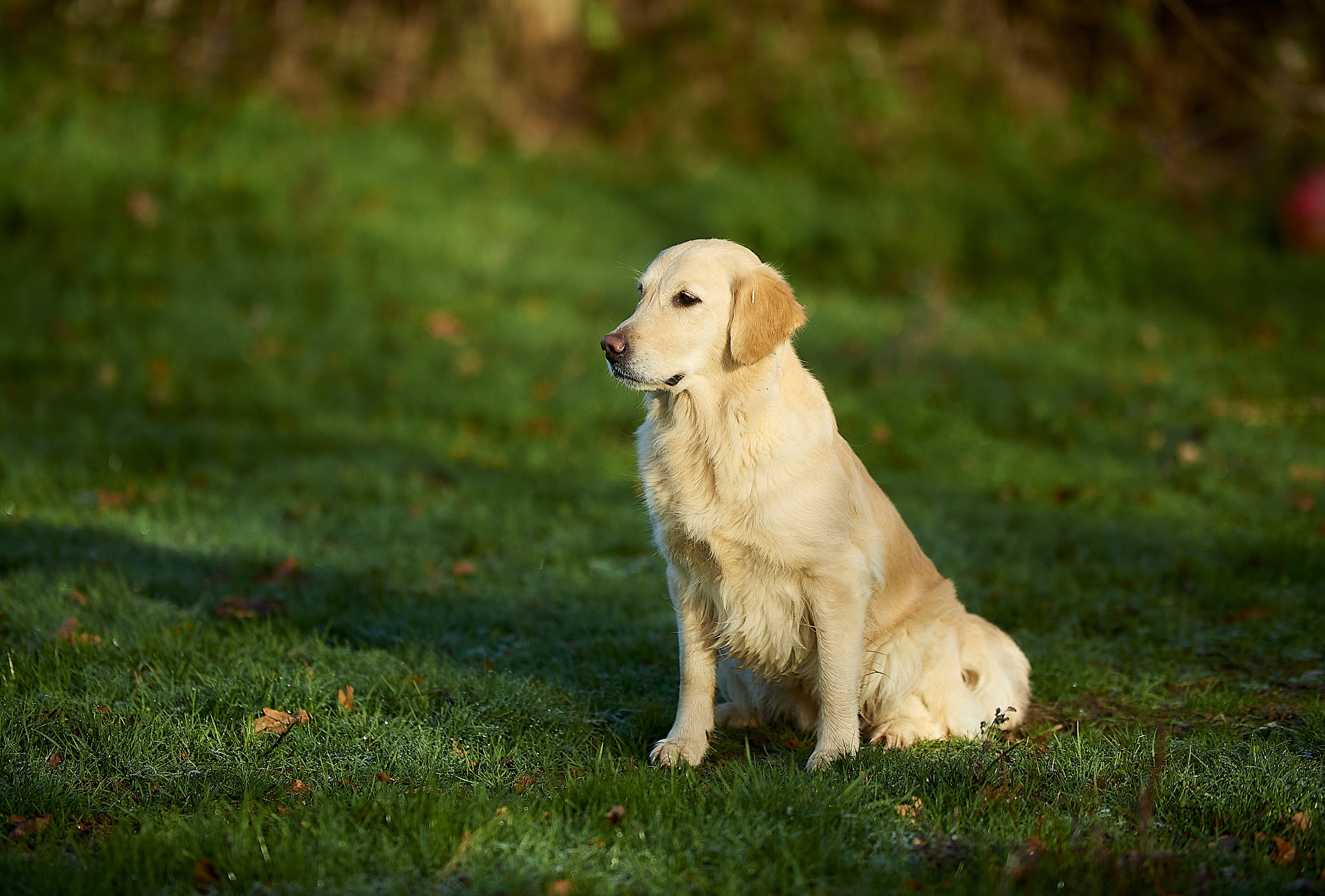 Canisform Center / Education, Pension, Croquettes pour chiens — photo