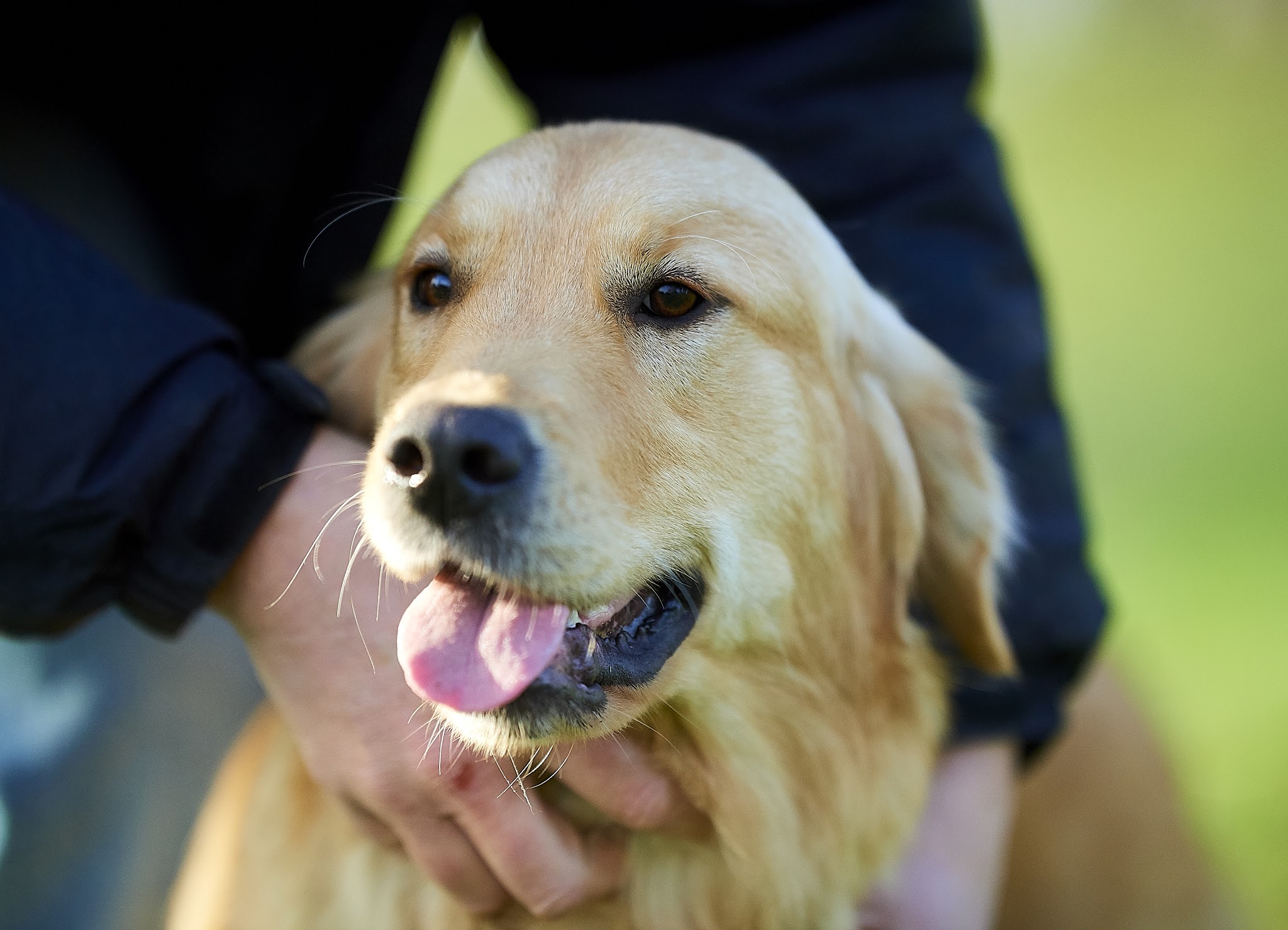 Canisform Center / Education, Pension, Croquettes pour chiens