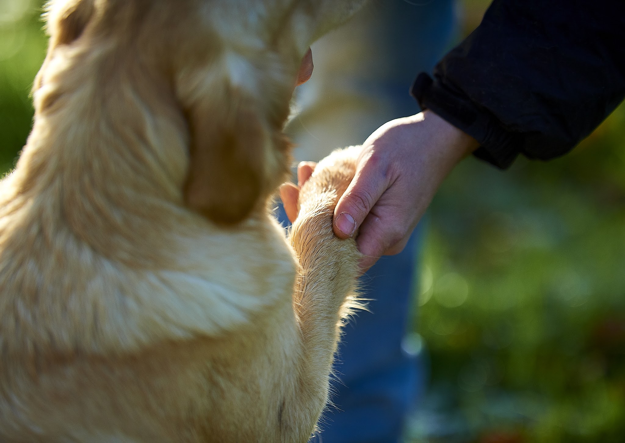 Canisform Center / Education, Pension, Croquettes pour chiens — photo