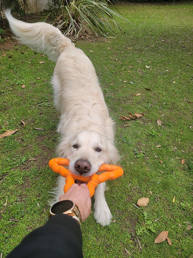 La Pattounerie - Pension canine & Garde d'animaux à domicile — photo