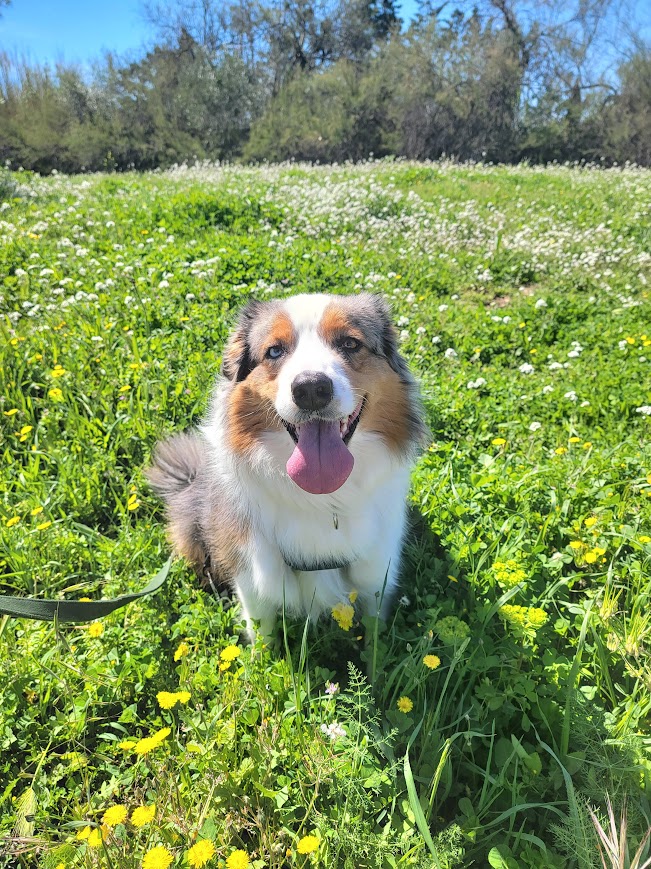 La Pattounerie - Pension canine & Garde d'animaux à domicile — photo