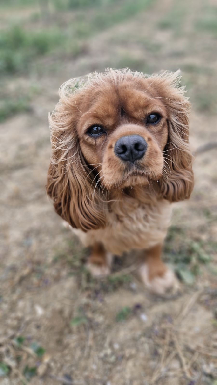 La Pattounerie - Pension canine & Garde d'animaux à domicile — photo