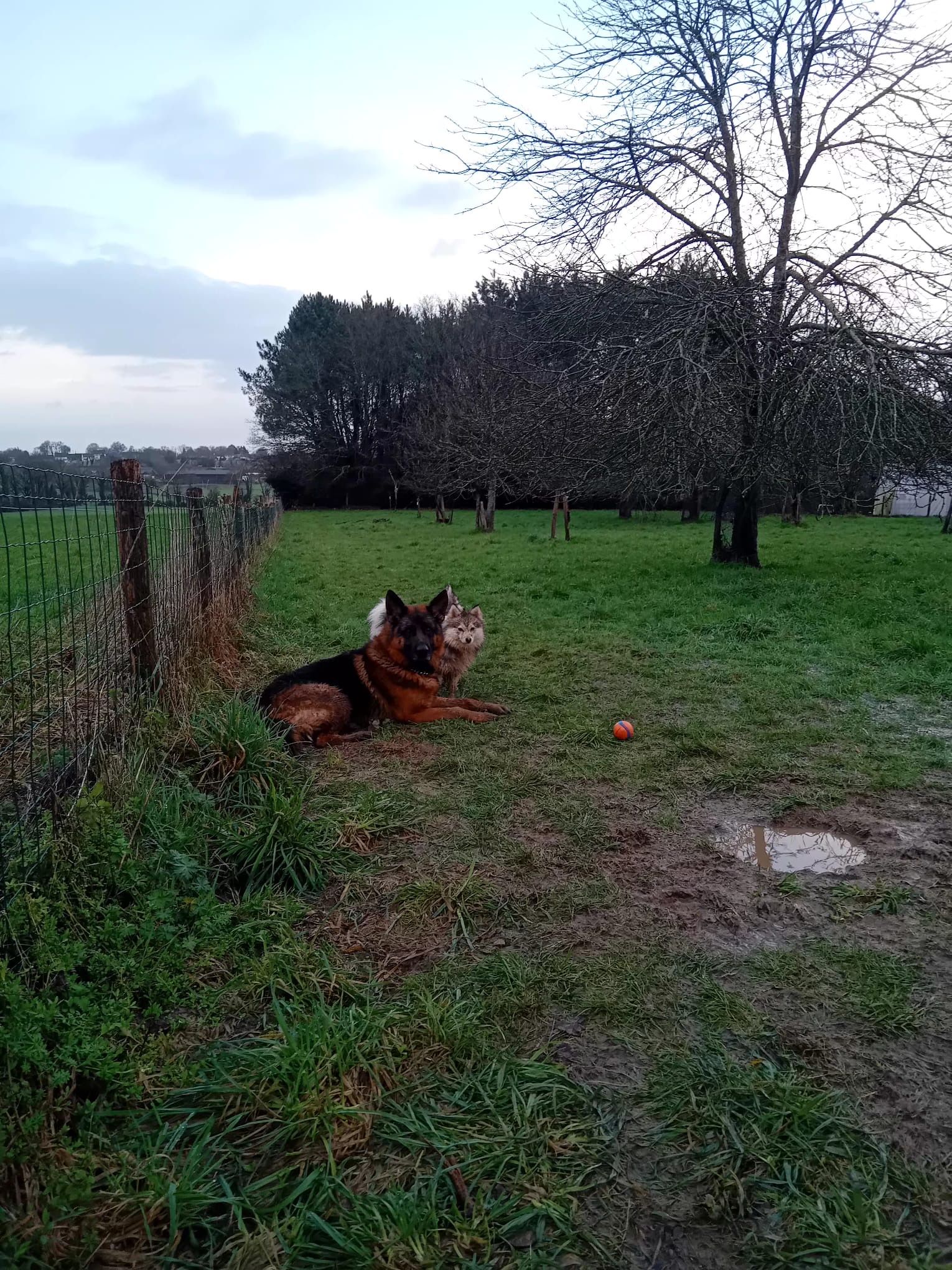 Ker Wouf - Pension canine - Dog sitting - Garde de chiens — photo