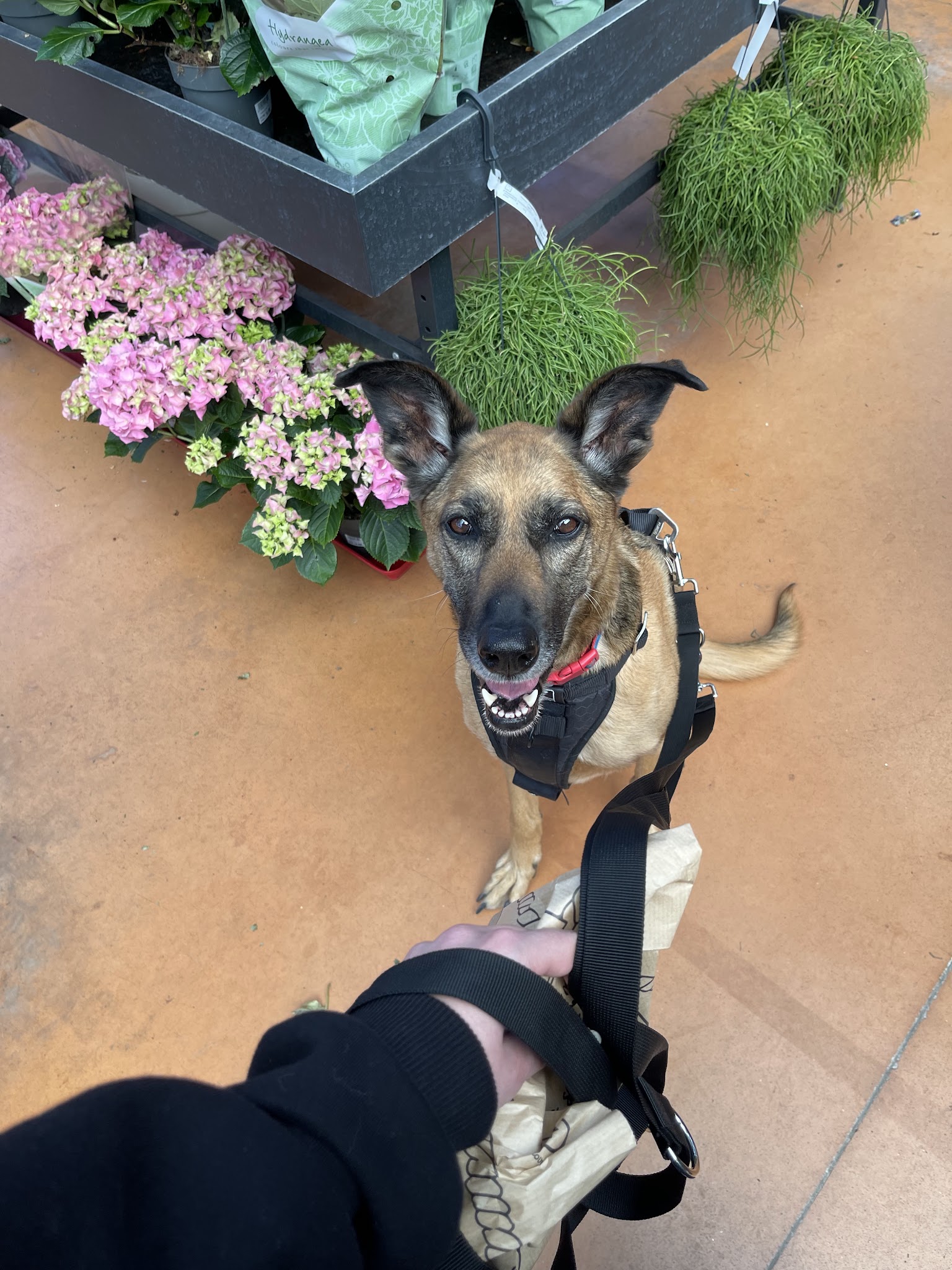 Ker Wouf - Pension canine - Dog sitting - Garde de chiens — photo