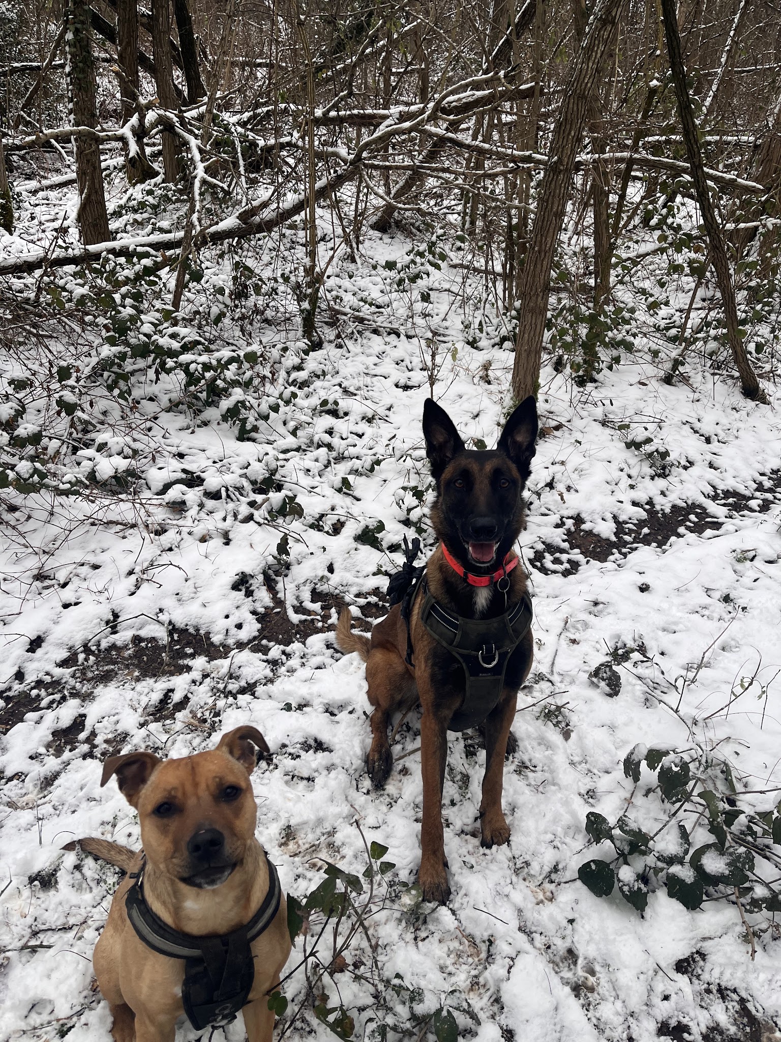Siwa’s Pet-Sitting — photo