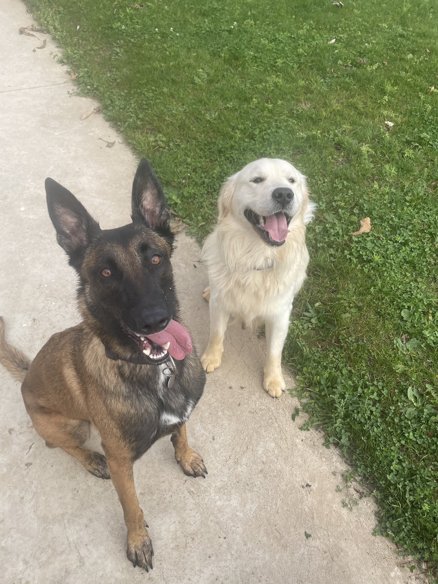 Siwa’s Pet-Sitting — photo