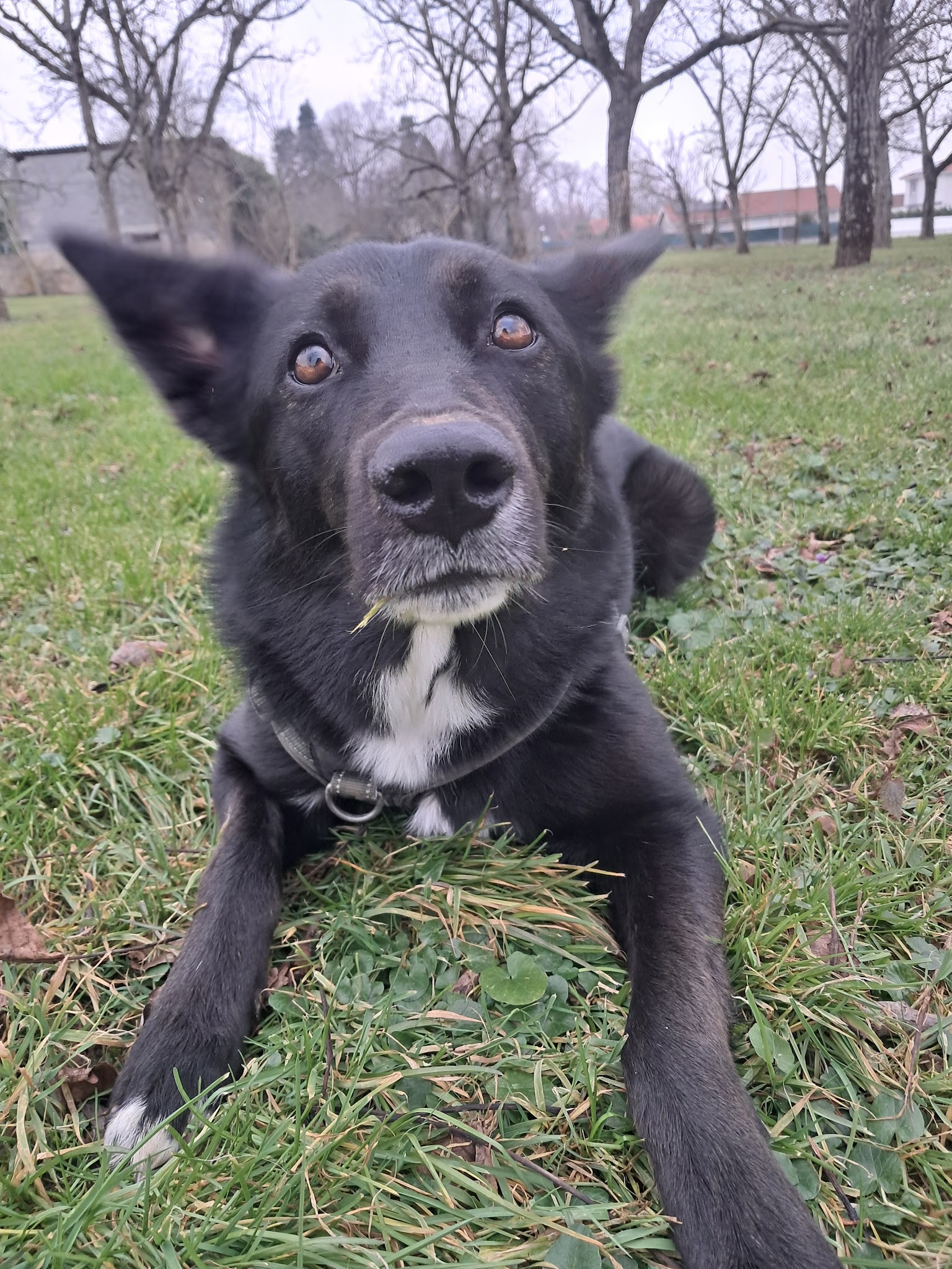 Siwa’s Pet-Sitting — photo