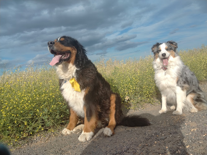 Colo Dog's And Co