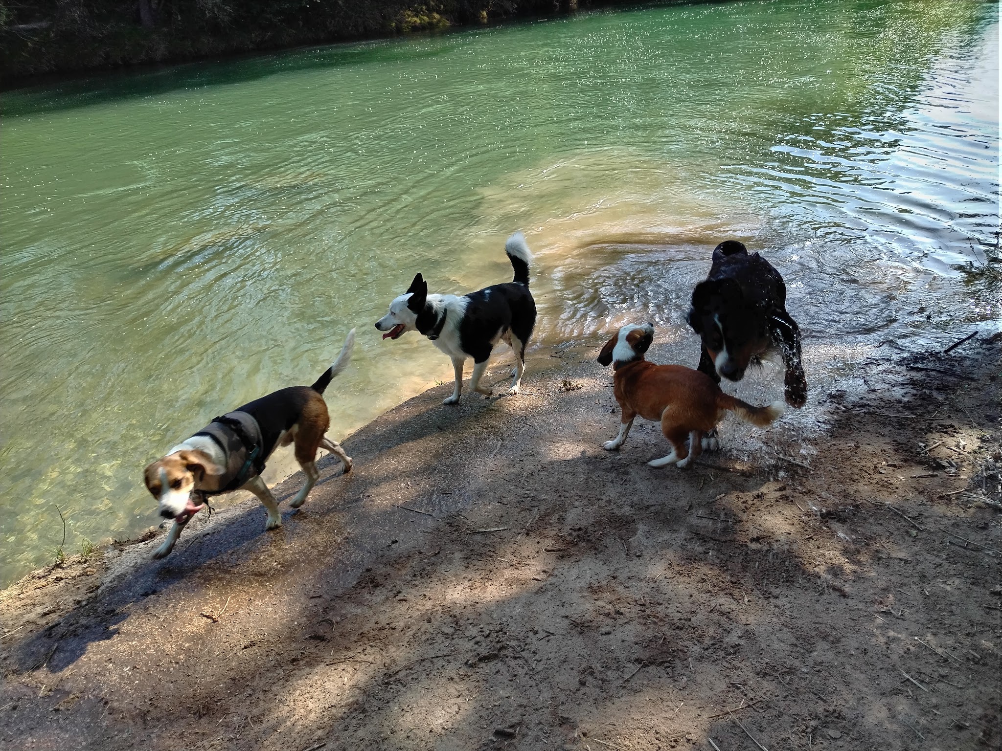 Colo Dog's And Co — photo