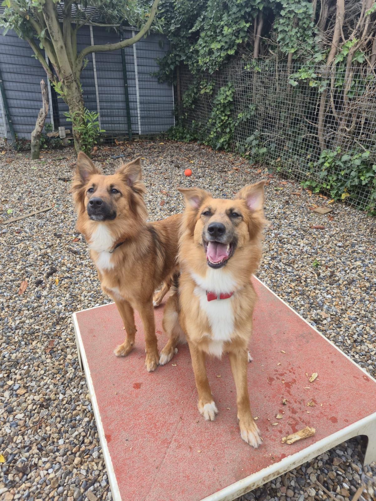 Pension Heladog — photo