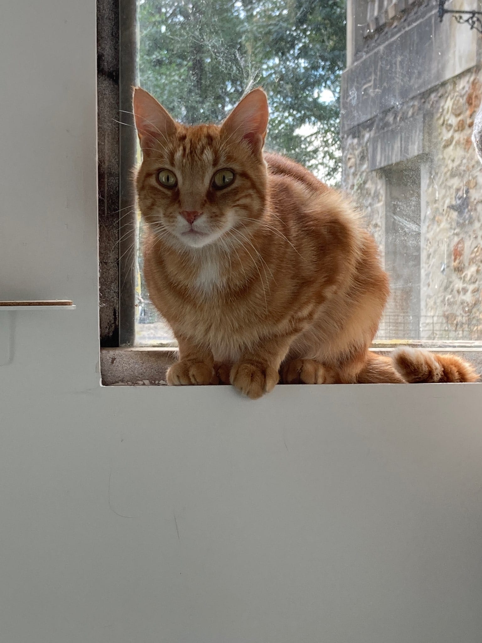 Cath' Pattes