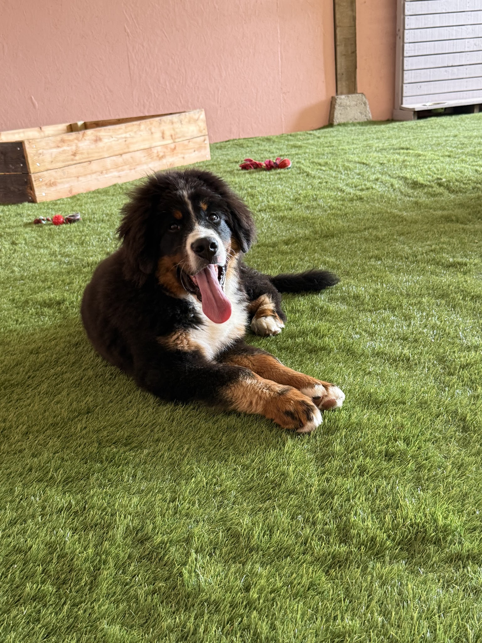 PG Pension canine — photo