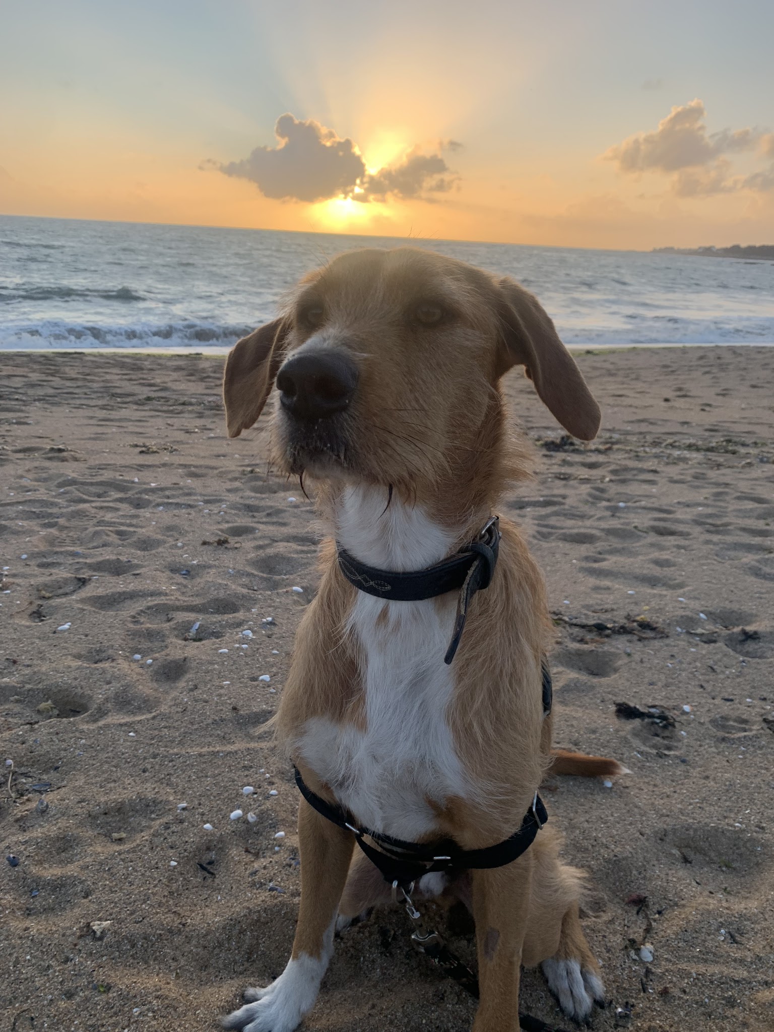 PG Pension canine — photo