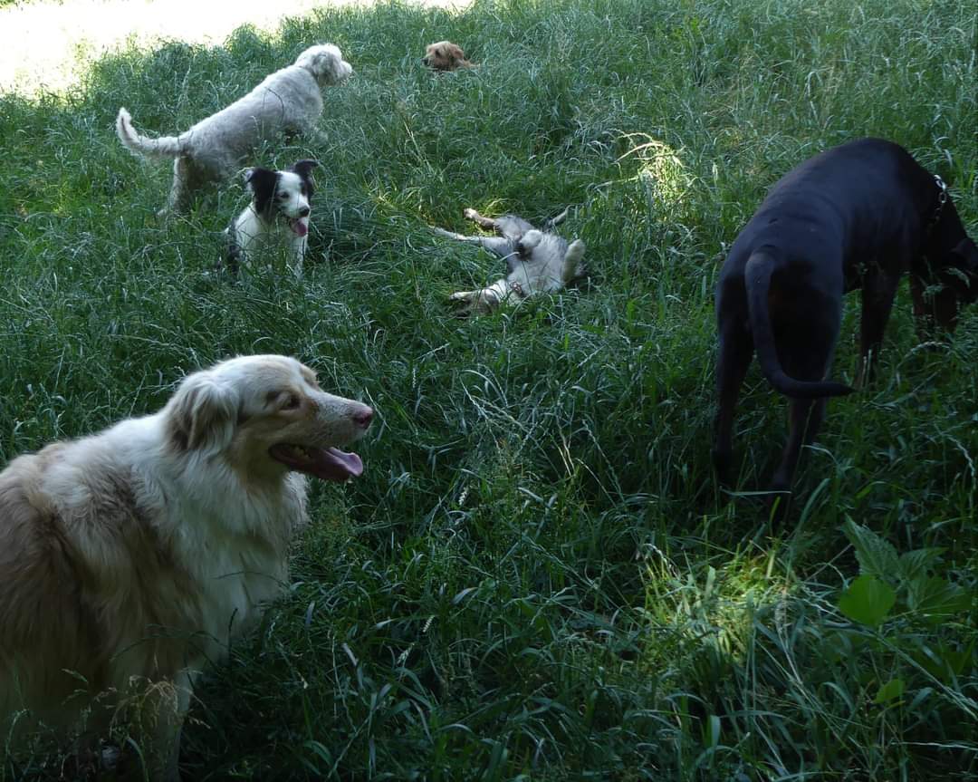Duo de Chiens — photo