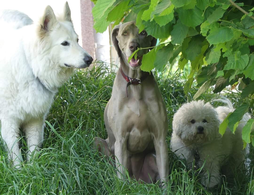 Duo de Chiens — photo