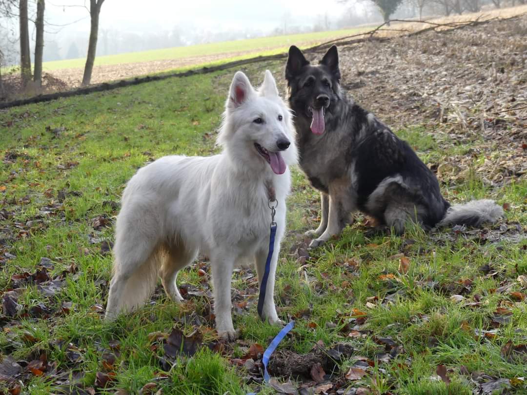 Duo de Chiens — photo