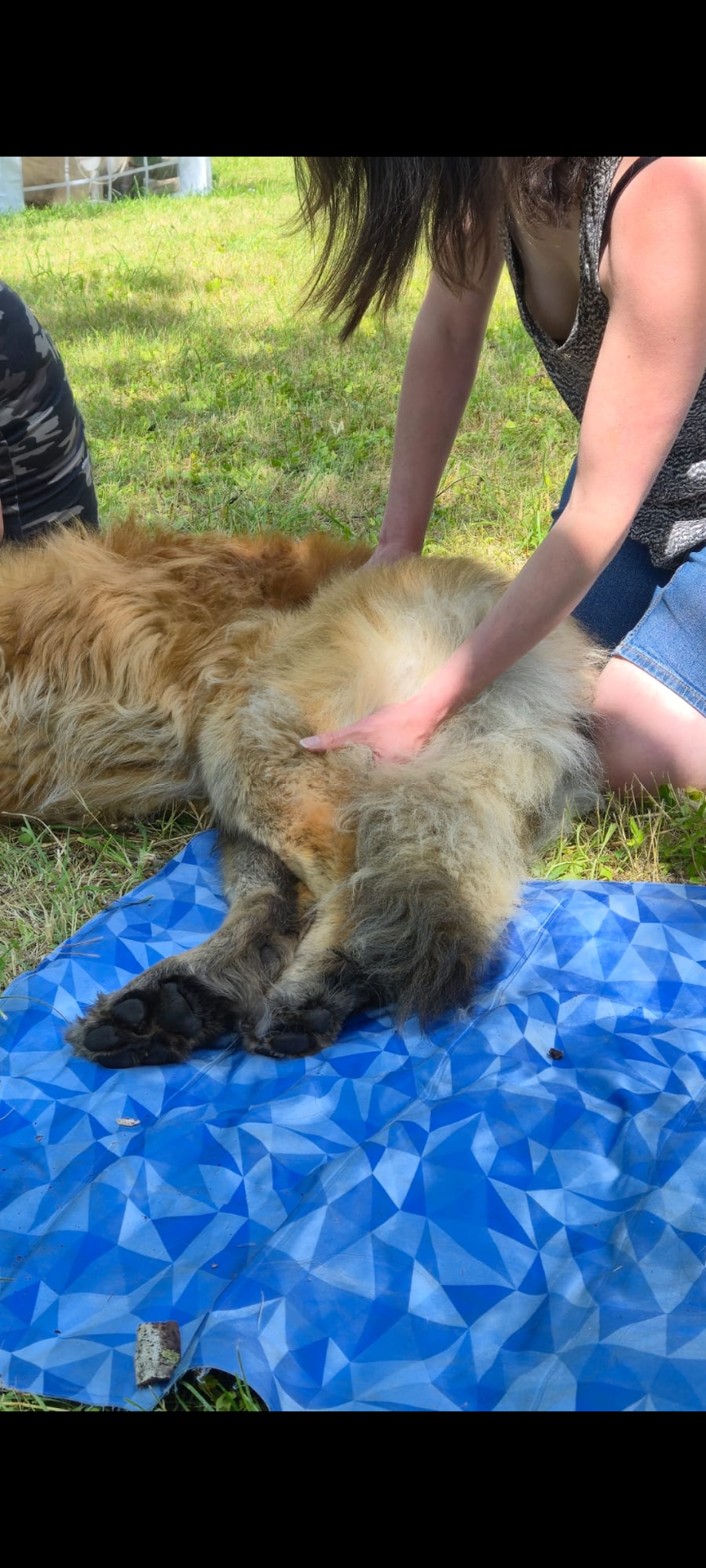 La Patte dans la Paume - massages animaliers — photo