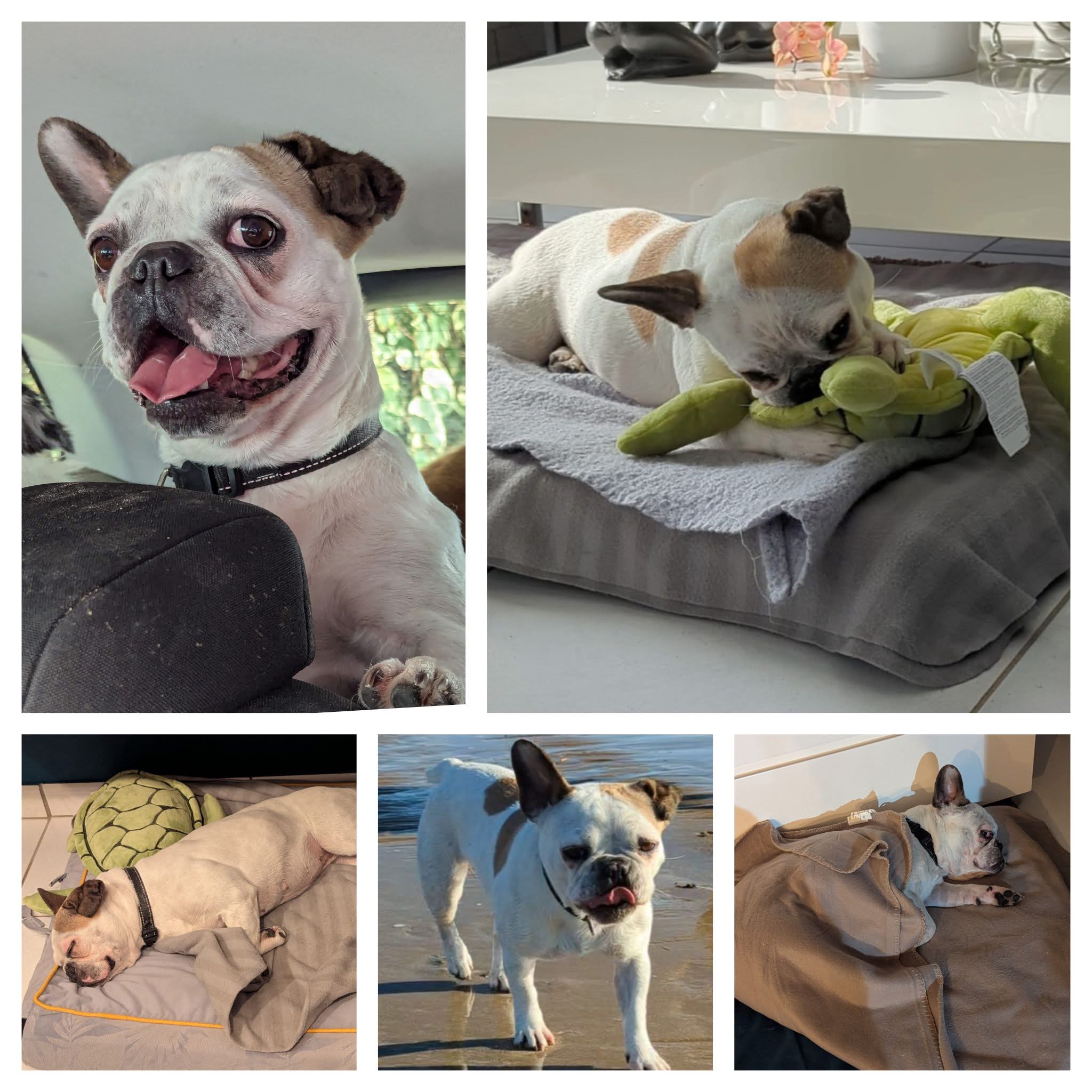 Les Truffes en Colo - Pension Canine — photo