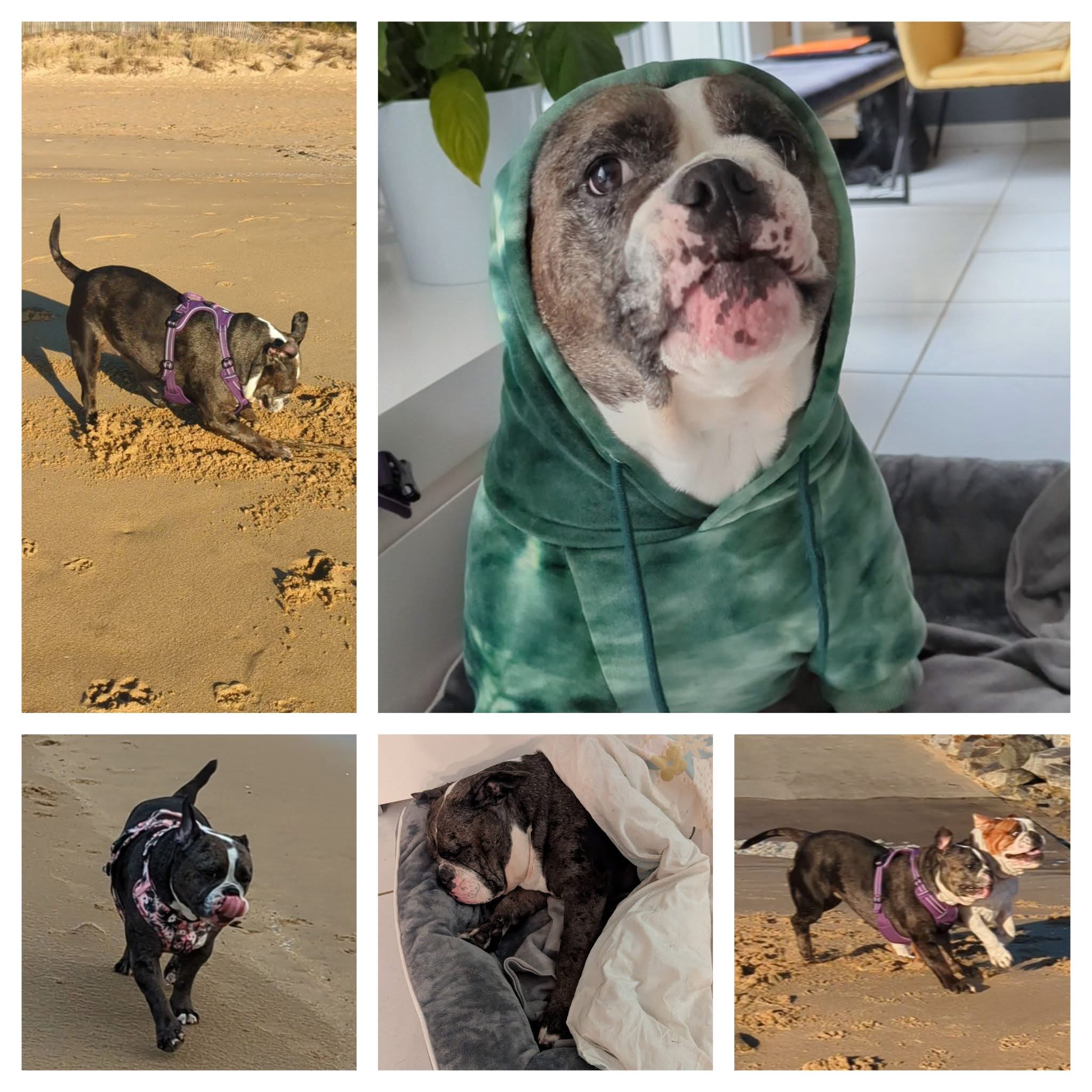 Les Truffes en Colo - Pension Canine — photo